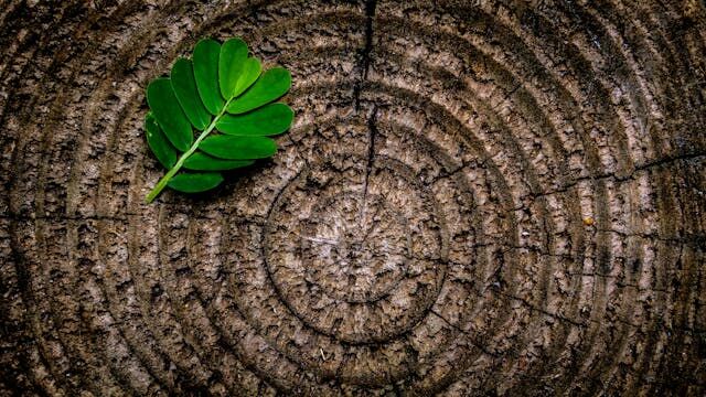 Stump Grinding Services in Lynnwood: The Key to a Clean and Safe Yard